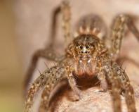 Mengapa bermimpi tentang banyak laba-laba di rumah?