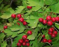 About useful things: how to dry hawthorn at home