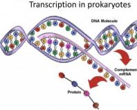 What is transcription in biology and how does it occur?