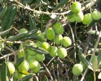 Olive tree - secrets of the “sacred” culture