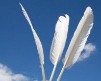 What does the color of a found feather mean?