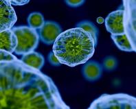 Μικρόβια στον αέρα.  Πού μπορούν να ζήσουν τα βακτήρια;  Ενδιαίτημα για βακτήρια Αποκλειστικό στοιχείο στην ατμόσφαιρα της Γης